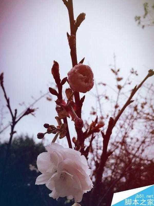 春季出行踏青赏花 分享一些拍摄花朵的技巧