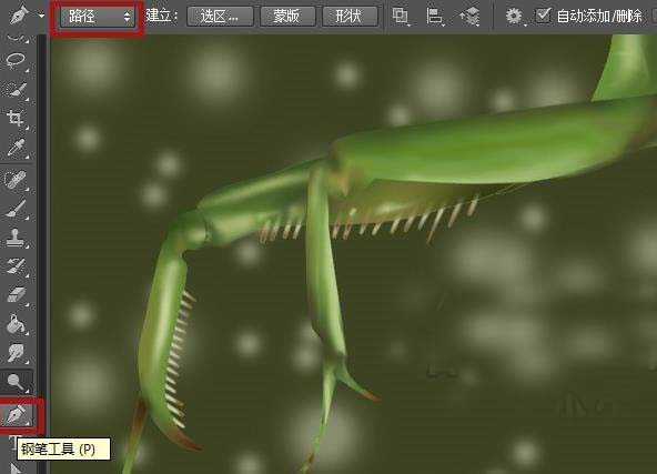 PS怎么使用路径功能给昆虫足上画尖刺?