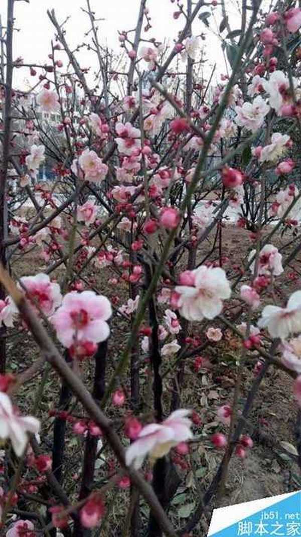 如何拍出好看的花?春天拍照花朵的技巧介绍